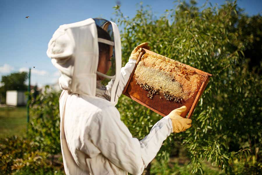 Image of beekeeper - business