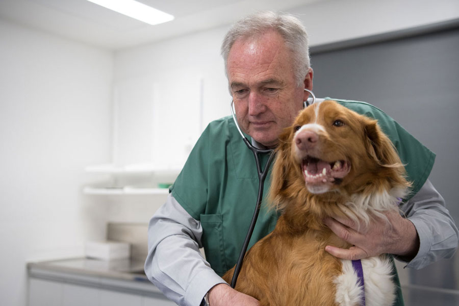 Image of Veterinarian