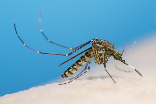 Image of a mosquito